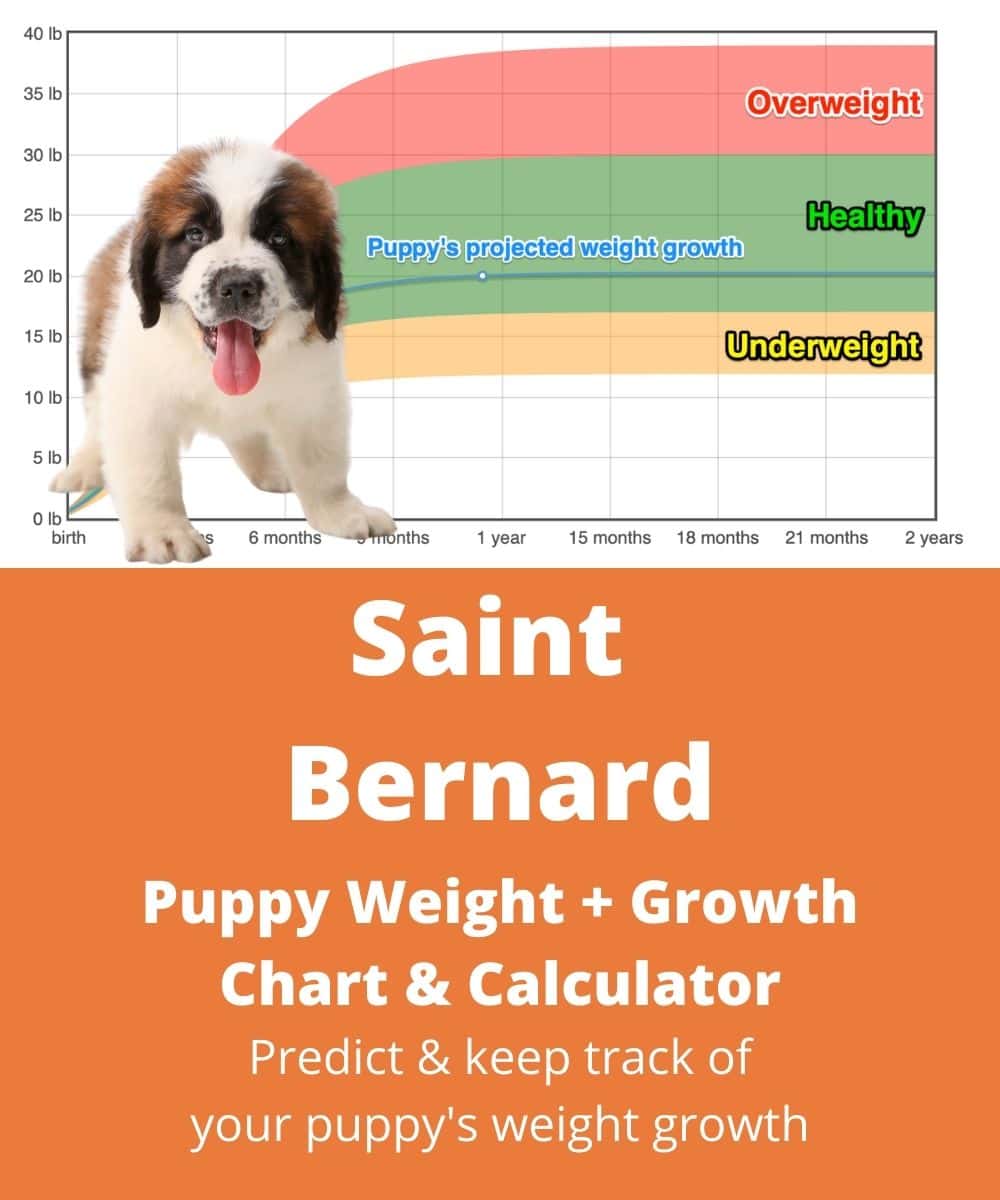 saint-bernard Puppy Weight Growth Chart